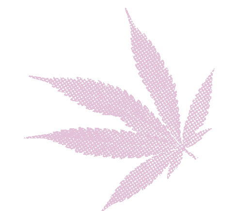 Pink Halftone of Cannabis Leaf